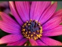 Fotoalbum Florales