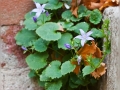 Ecke mit Glockenblumen