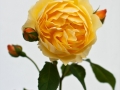 Rose in Arnis / Schlei