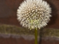 Pusteblume