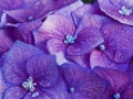 Hortensie