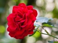 Unbekannte Rose