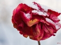 Verschneite Rose