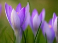 Krokusse