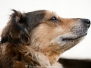 Kimba und Freunde