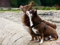 Odin und Xale