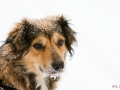 Kimba im Schnee