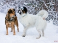 Zufallsbekannschaft im Winterwald