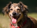 Sonnenhund
