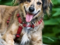 Der fröhliche Hund