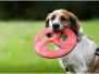 Polja und die Doggy Disk