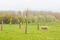 Mairegen am Niederrhein
