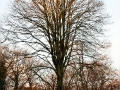 Winterbaum