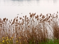 Maas bei Thorn, NL