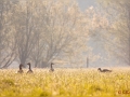 Goldene Stunde in der Walsumer Rheinaue