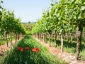 Weinberge bei Vogtsburg