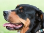 Schweizer Sennenhund Landesgruppenausstellung