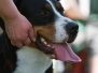 Schweizer Sennenhund Jubiläumsschau