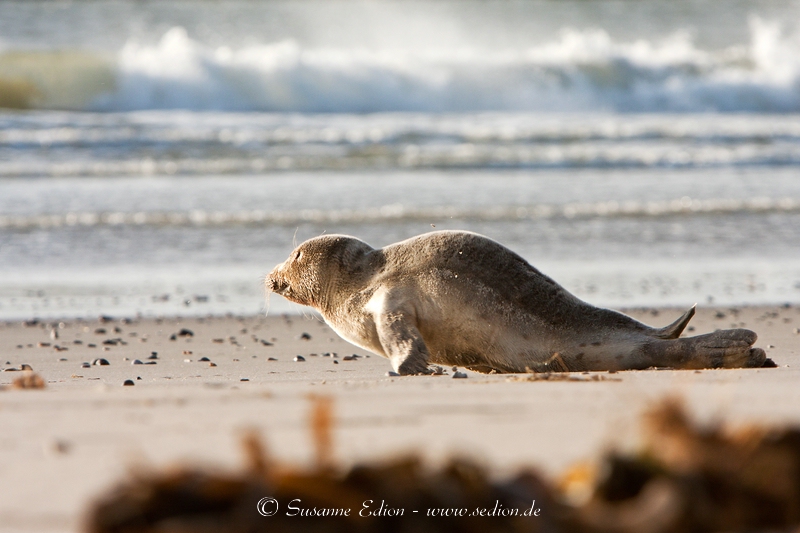 Junge Robbe auf Helgoland