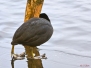 Fotoalbum Tiere