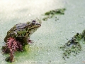 Frosch, Kasteeltuinen, Arcen (NL)