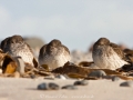 Meeresstrandläufer
