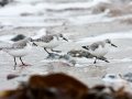 Strandläufer auf Helgoland