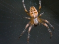 Spinne im Garten