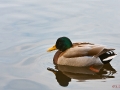 Spiegelente