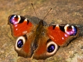 Tagpfauenauge