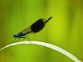 Prachtlibelle