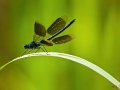 Prachtlibelle