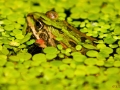 Frosch in Entengrütze
