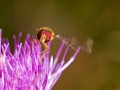 Schwebfliege