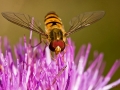 Schwebfliege