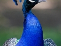 Pfau