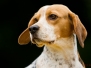 Workshop Hundefotografie