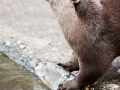 Fischotter -