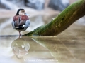 Spiegelvogel