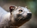 Fossa