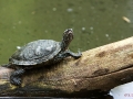 Schildkrötendiagonale