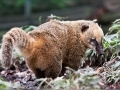 Nasenbär
