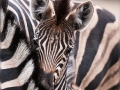Zebrafohlen