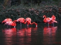 Flamingos im Abendlicht