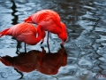 Flamingos im Abendlicht