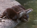 Otter-Diagonale