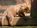 Junger Fuchs