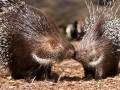 Zärtliche Stachelschweine