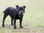 Hundefrühschoppen \"H.U.N.D. Oberhausen\" 18.03.2012