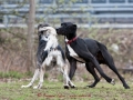 Dogge und Windhund